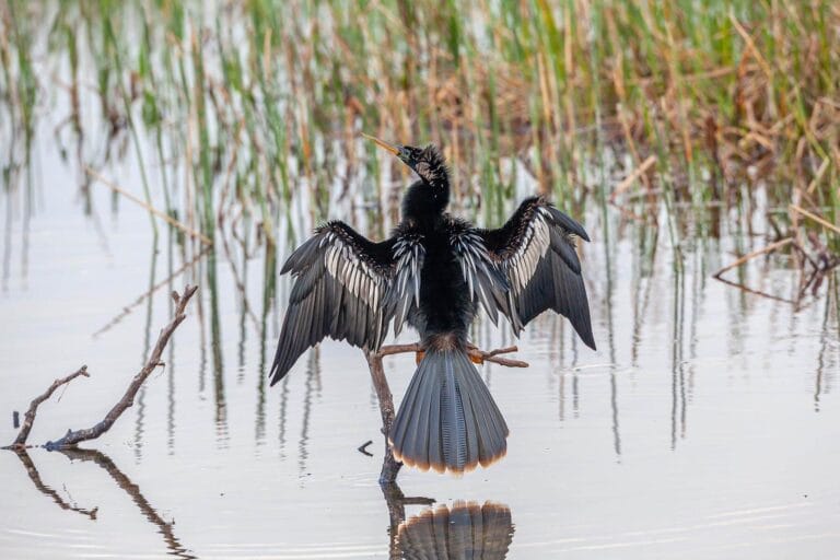 Anhinga