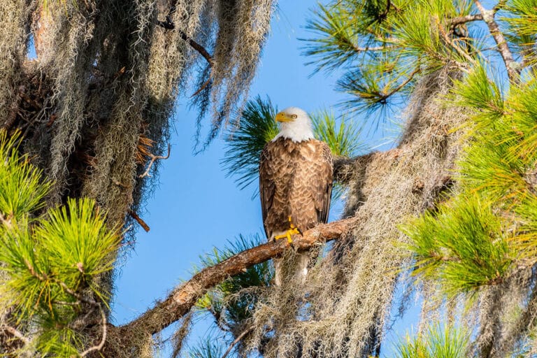 Bald Eagle in pine tree