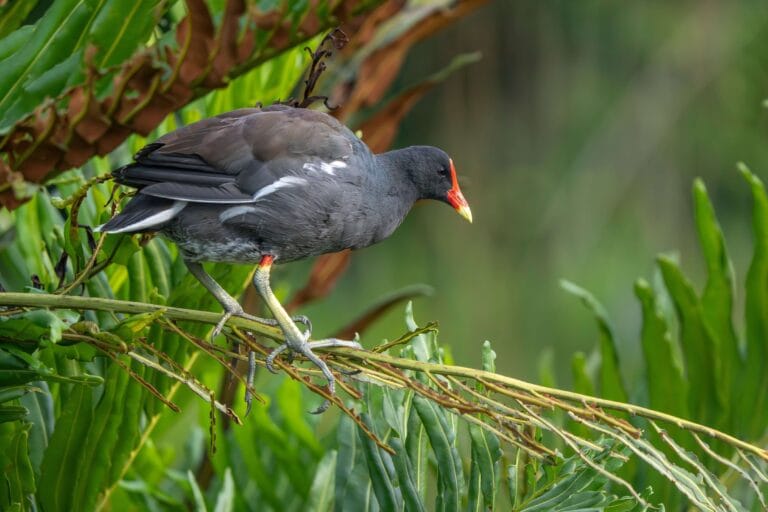 Common Gallinule