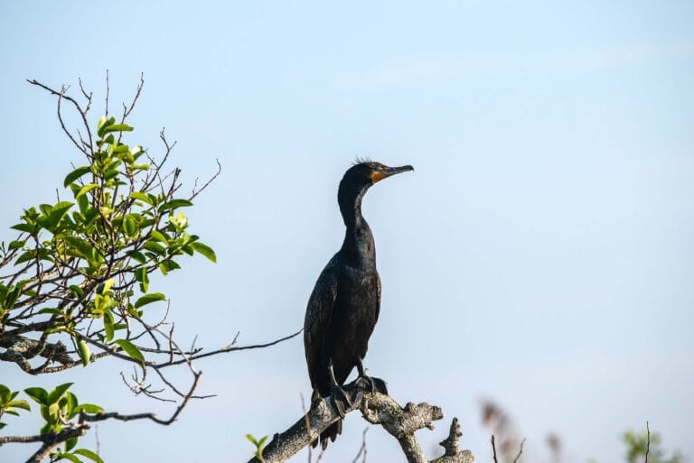 Double crested Cormorant
