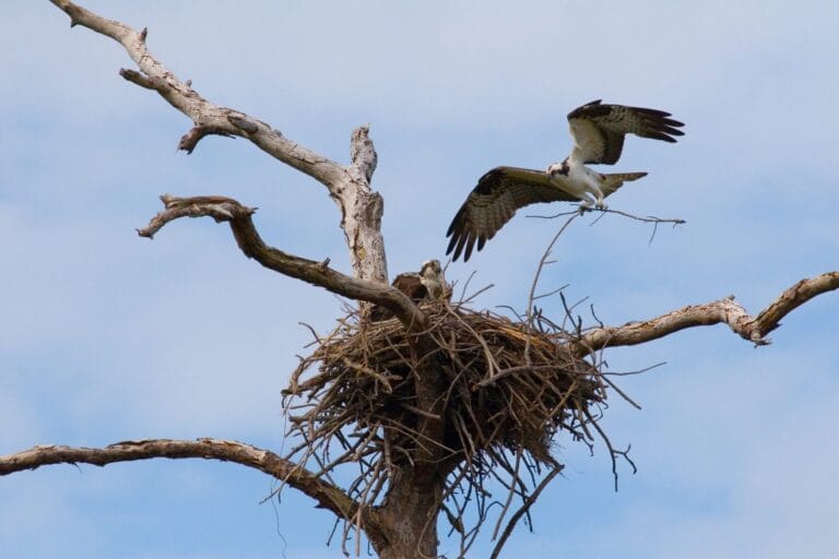 Florida-Osprey