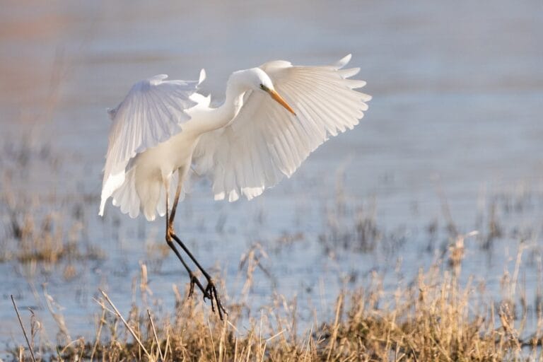 Great Egret