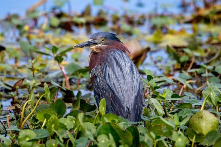 Green Heron