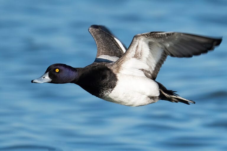 Lesser Scaup Duck