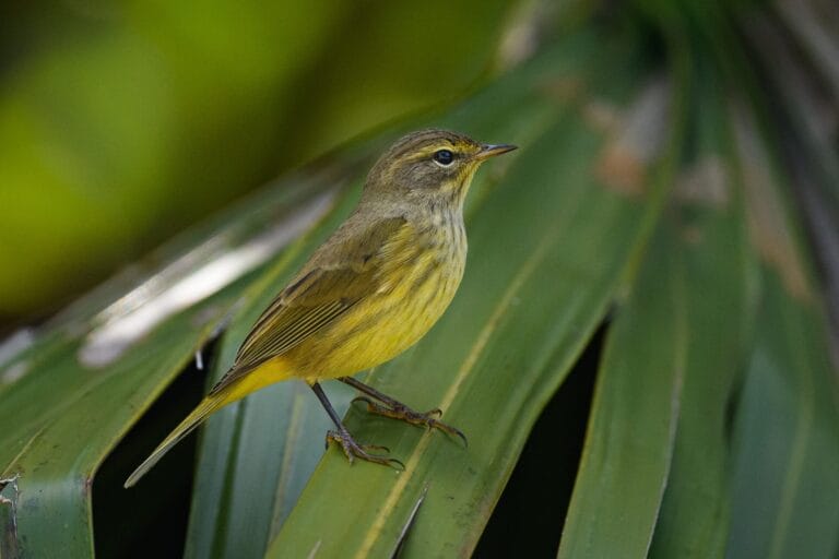 Palm-Warbler
