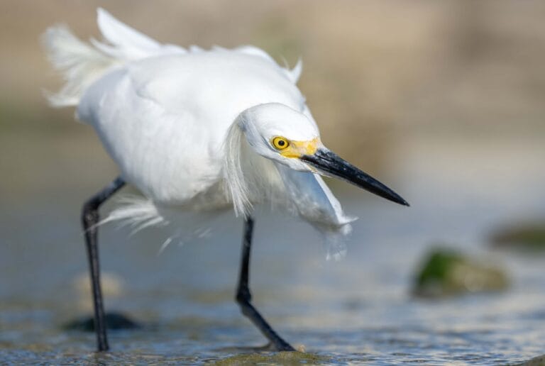 Snowy Egret