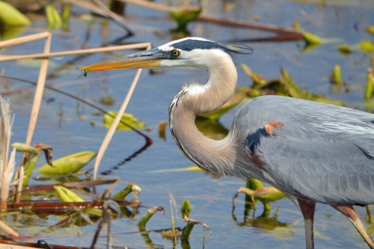 Tricolored Heron