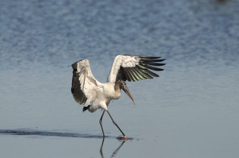 Wood Stork